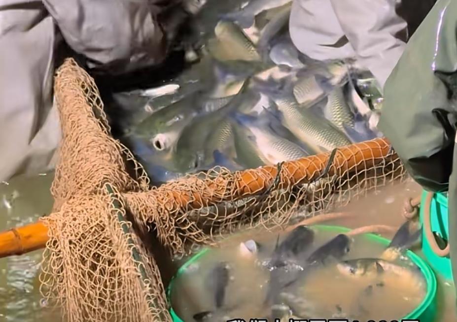 短视频爆款 “秘籍”:从 0 到 1.5 万粉与百万播放的背后-涨粉绝技