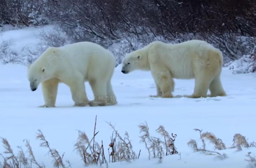新型 “杀猪盘” 揭秘：“甜蜜陷阱” 背后的巨额债务危机