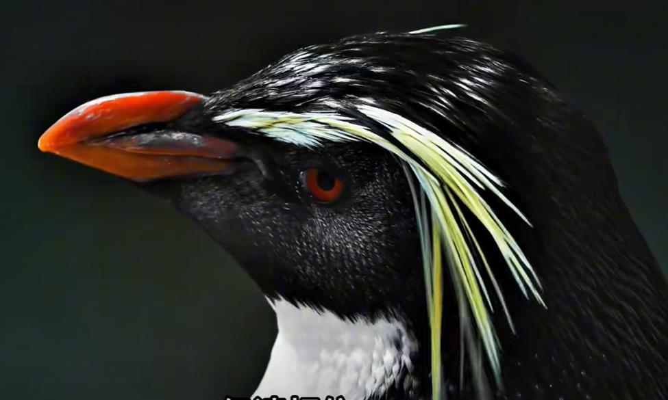 揭秘睡眠中的 “惊跳” 现象：睡眠肌阵挛