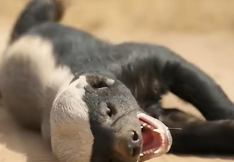 抖音新手避坑指南：告别粉丝少、播放低的常见误区